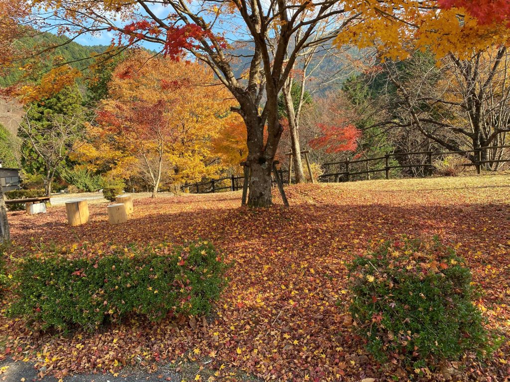 付知峡紅葉情報 ピークは終了 付知町観光協会